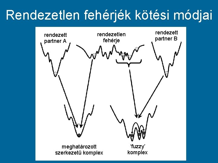 Rendezetlen fehérjék kötési módjai rendezett partner A rendezett partner B rendezetlen fehérje meghatározott szerkezetű