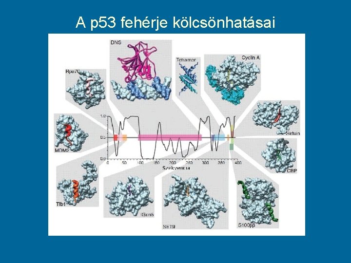 A p 53 fehérje kölcsönhatásai 