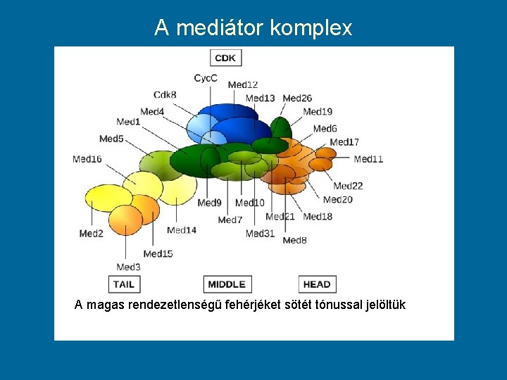 A mediátor komplex A magas rendezetlenségű fehérjéket sötét tónussal jelöltük 