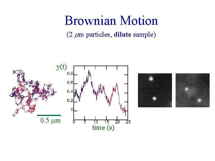 Brownian Motion (2 mm particles, dilute sample) y(t) 0. 5 mm time (s) 