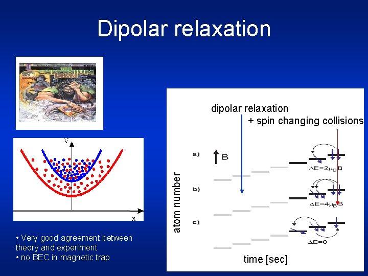 Dipolar relaxation atom number dipolar relaxation + spin changing collisions • Very good agreement