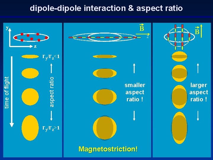 dipole-dipole interaction & aspect ratio y B z aspect ratio time of flight ry/rz<1