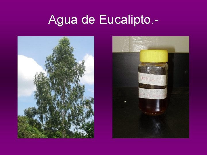 Agua de Eucalipto. - 