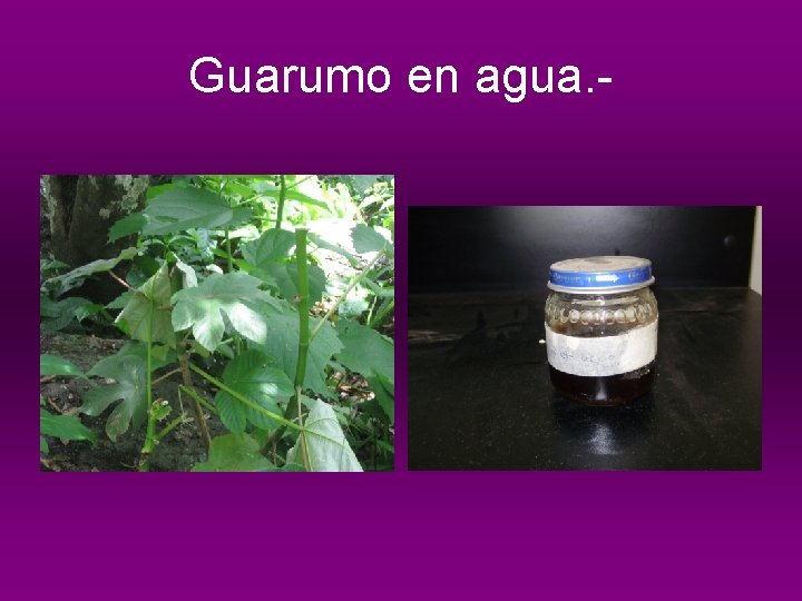 Guarumo en agua. - 