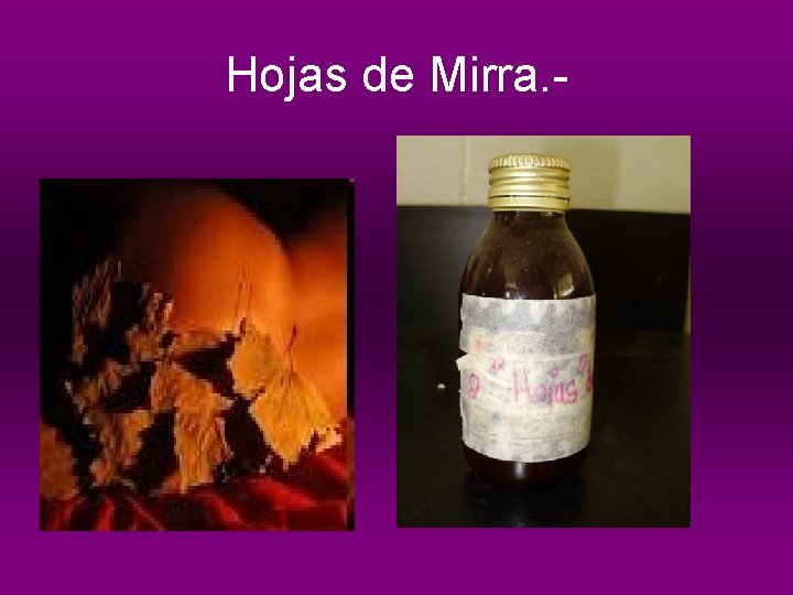 Hojas de Mirra. - 