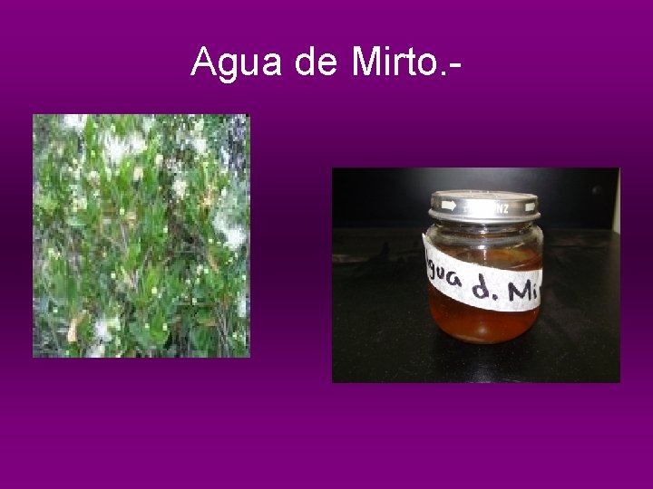 Agua de Mirto. - 