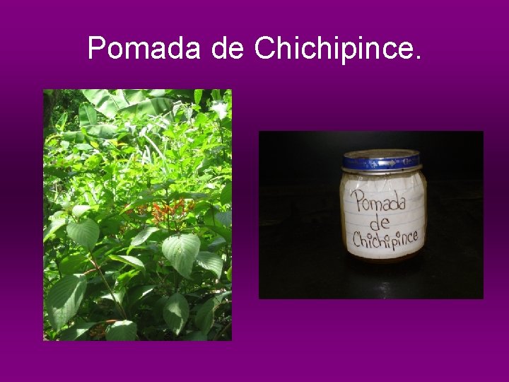 Pomada de Chichipince. 