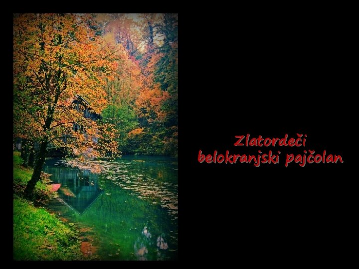 Zlatordeči belokranjski pajčolan 