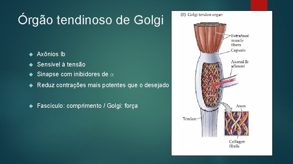 Órgão tendinoso de Golgi Axônios Ib Sensível à tensão Sinapse com inibidores de α