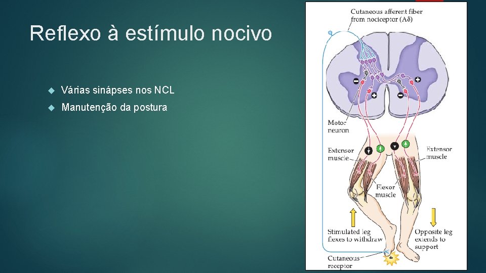 Reflexo à estímulo nocivo Várias sinápses nos NCL Manutenção da postura 