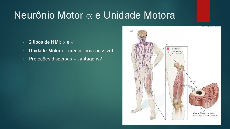 Neurônio Motor α e Unidade Motora • 2 tipos de NMI: α e γ