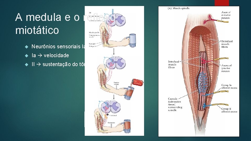 A medula e o reflexo miotático Neurônios sensoriais Ia e II Ia velocidade II