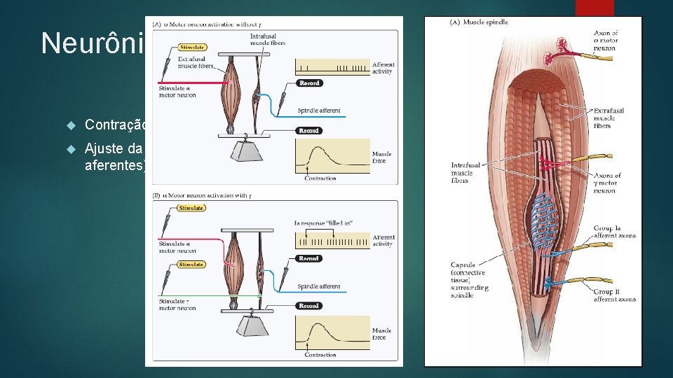 Neurônios Motores γ Contração da fibra intrafusal Ajuste da sensibilidade (ou ganho dos neurônios