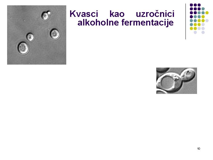 Kvasci kao uzročnici alkoholne fermentacije 10 