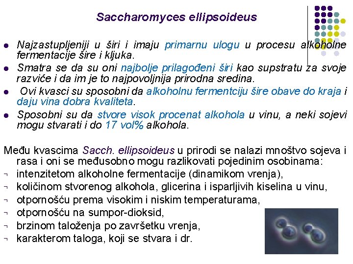 Saccharomyces ellipsoideus l l Najzastupljeniji u širi i imaju primarnu ulogu u procesu alkoholne