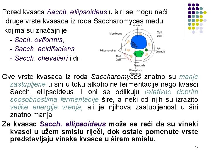 Pored kvasca Sacch. ellipsoideus u širi se mogu naći i druge vrste kvasaca iz