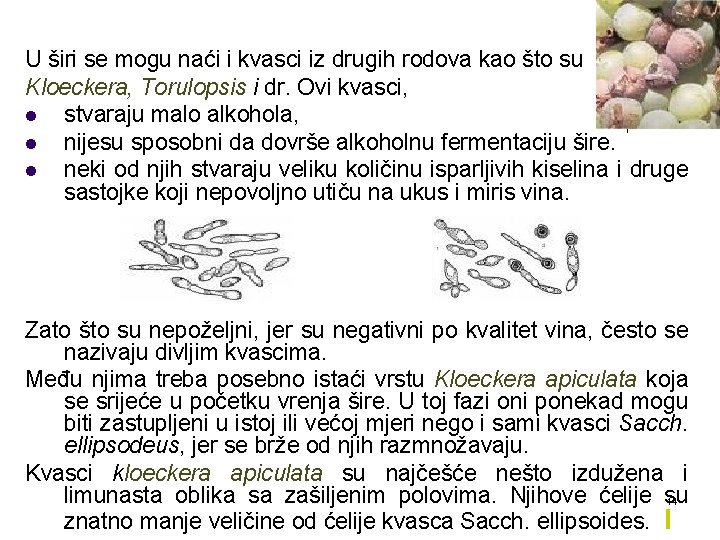 U širi se mogu naći i kvasci iz drugih rodova kao što su Kloeckera,