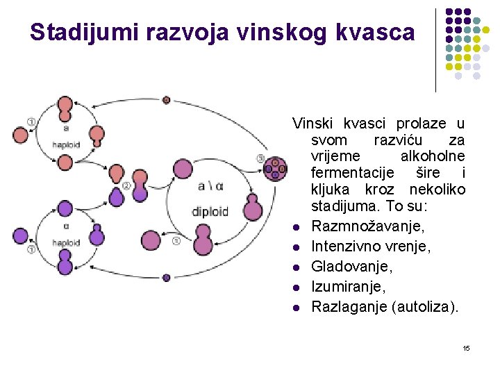 Stadijumi razvoja vinskog kvasca Vinski kvasci prolaze u svom razviću za vrijeme alkoholne fermentacije