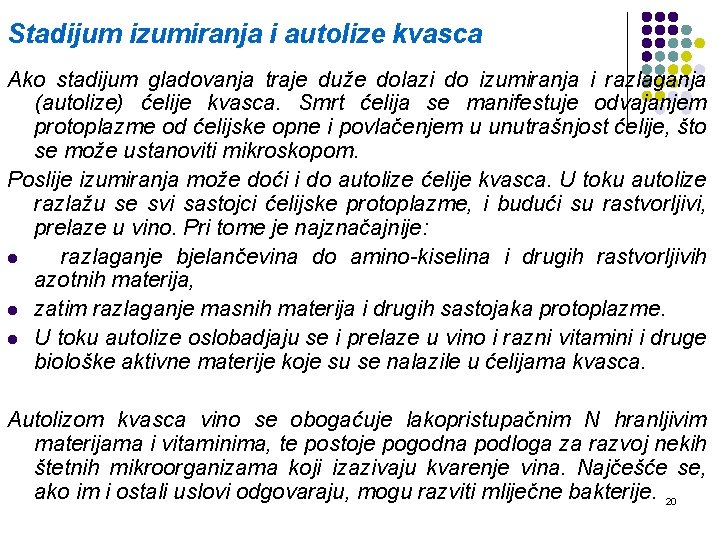 Stadijum izumiranja i autolize kvasca Ako stadijum gladovanja traje duže dolazi do izumiranja i