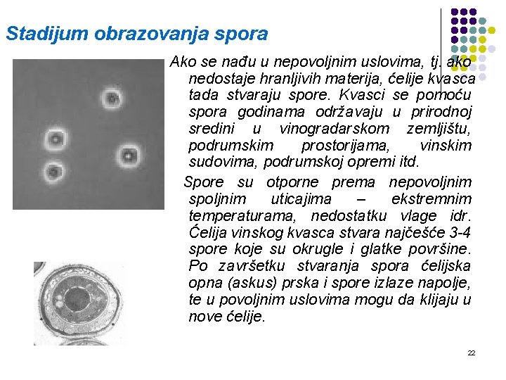 Stadijum obrazovanja spora Ako se nađu u nepovoljnim uslovima, tj. ako nedostaje hranljivih materija,