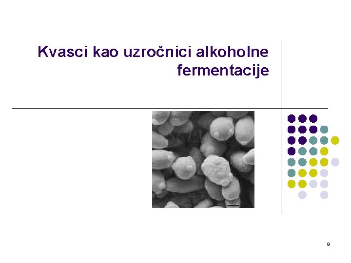 Kvasci kao uzročnici alkoholne fermentacije 9 