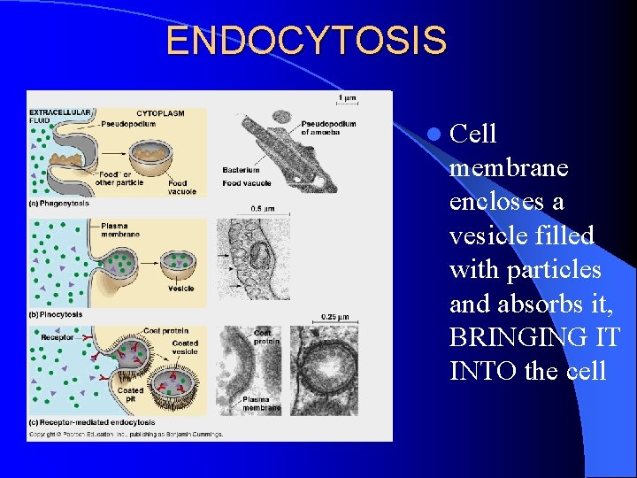 ENDOCYTOSIS l Cell membrane encloses a vesicle filled with particles and absorbs it, BRINGING