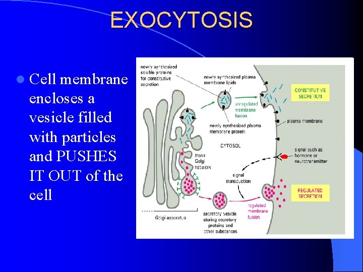 EXOCYTOSIS l Cell membrane encloses a vesicle filled with particles and PUSHES IT OUT