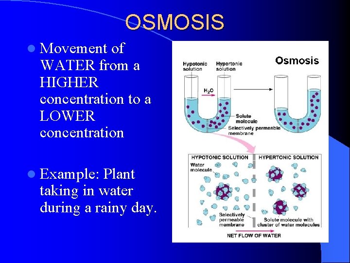 OSMOSIS l Movement of WATER from a HIGHER concentration to a LOWER concentration l