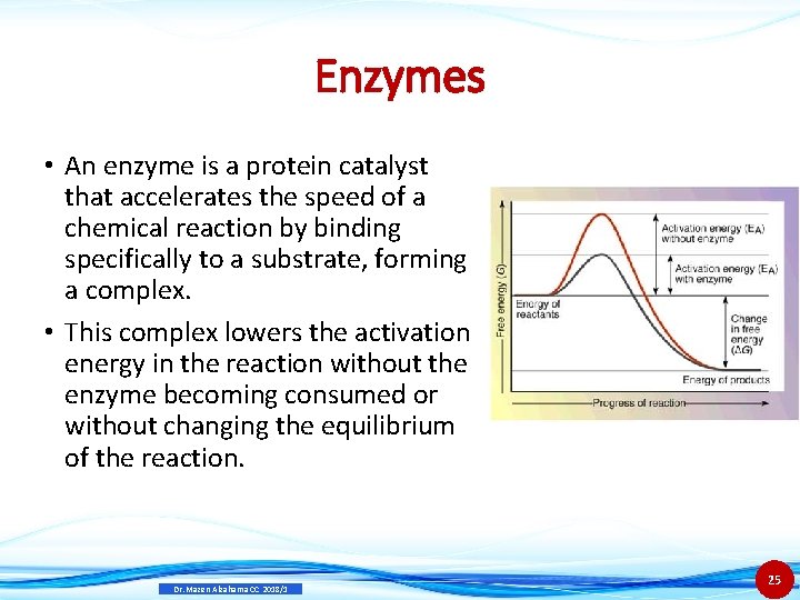 Enzymes • An enzyme is a protein catalyst that accelerates the speed of a