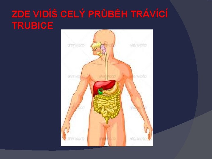 ZDE VIDÍŠ CELÝ PRŮBĚH TRÁVÍCÍ TRUBICE 