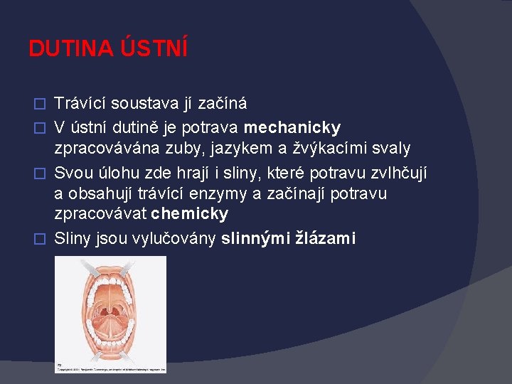 DUTINA ÚSTNÍ Trávící soustava jí začíná � V ústní dutině je potrava mechanicky zpracovávána