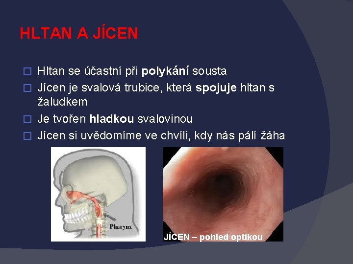 HLTAN A JÍCEN Hltan se účastní při polykání sousta � Jícen je svalová trubice,