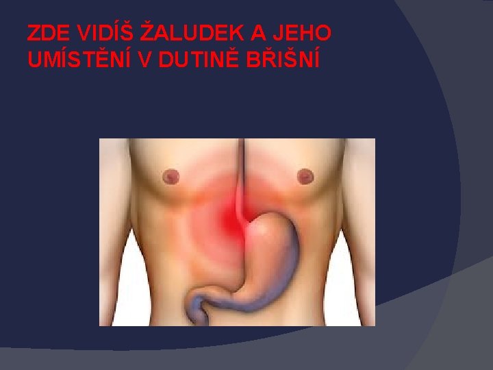 ZDE VIDÍŠ ŽALUDEK A JEHO UMÍSTĚNÍ V DUTINĚ BŘIŠNÍ 