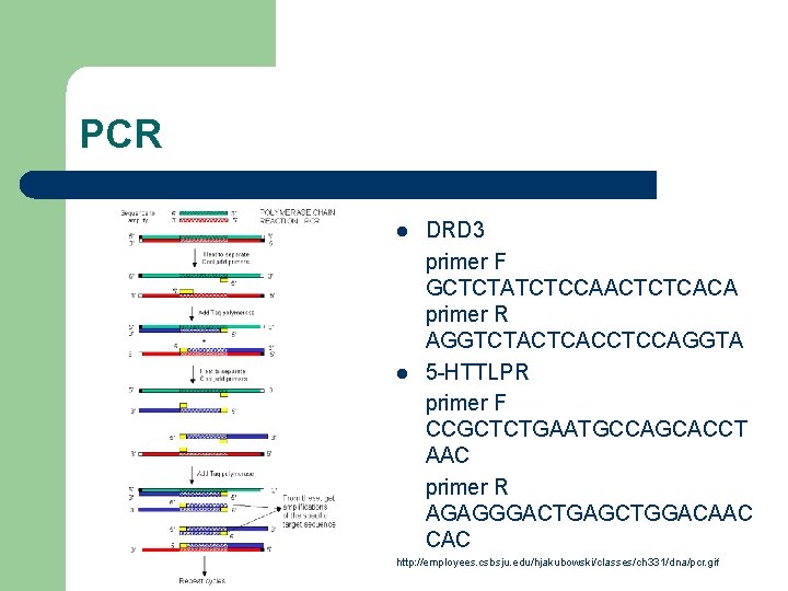 PCR l l DRD 3 primer F GCTCTATCTCCAACTCTCACA primer R AGGTCTACTCACCTCCAGGTA 5 -HTTLPR primer