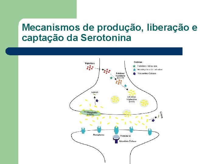 Mecanismos de produção, liberação e captação da Serotonina 