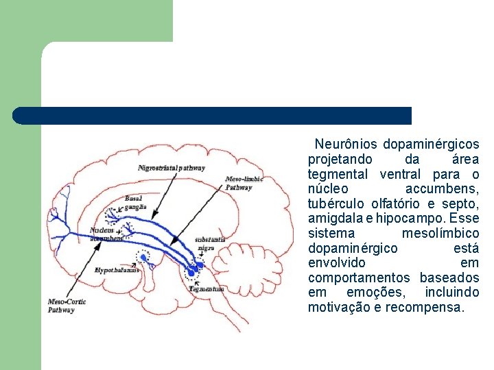 Neurônios dopaminérgicos projetando da área tegmental ventral para o núcleo accumbens, tubérculo olfatório e
