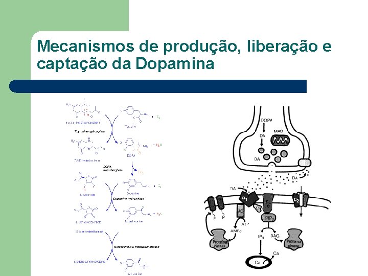 Mecanismos de produção, liberação e captação da Dopamina 