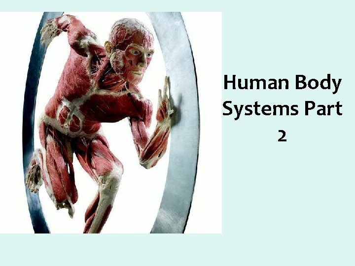 Human Body Systems Part 2 