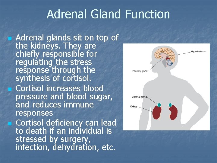 Adrenal Gland Function n Adrenal glands sit on top of the kidneys. They are