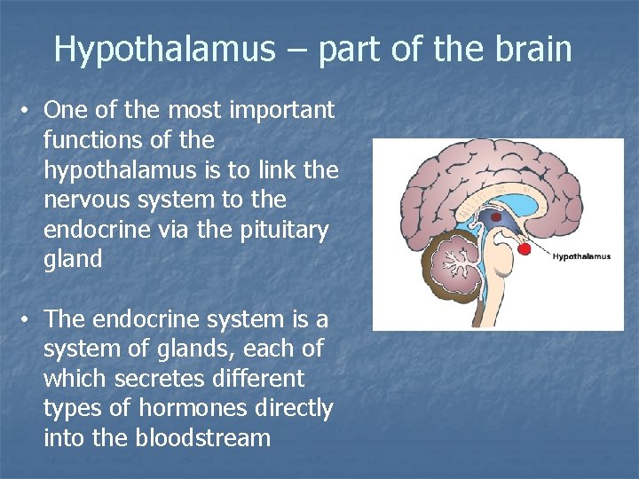 Hypothalamus – part of the brain • One of the most important functions of