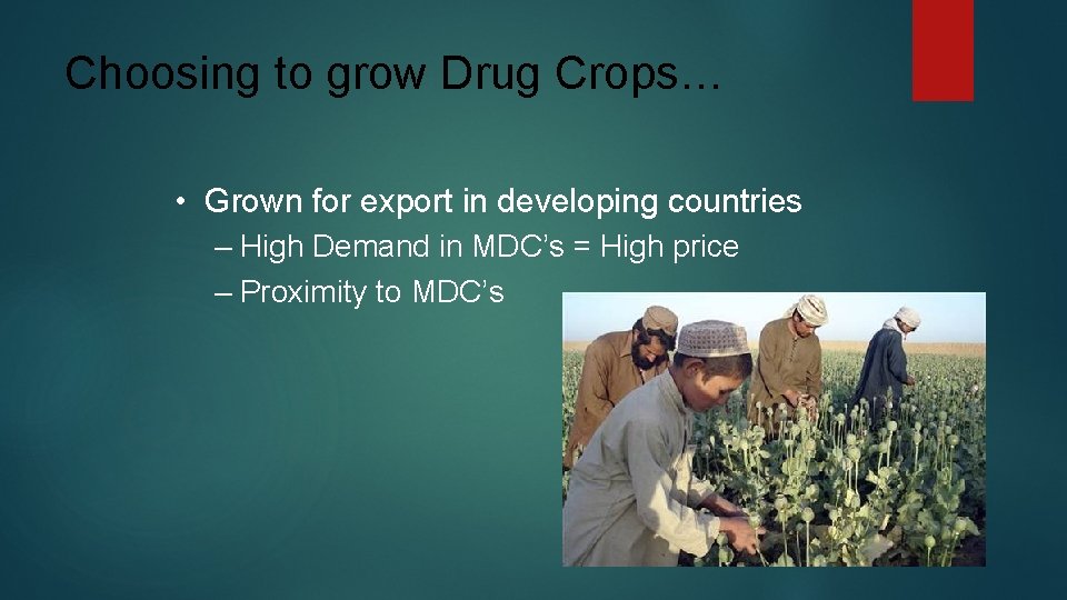 Choosing to grow Drug Crops… • Grown for export in developing countries – High