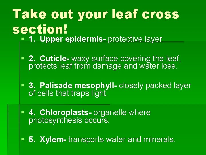 Take out your leaf cross section! § 1. Upper epidermis- protective layer. § 2.