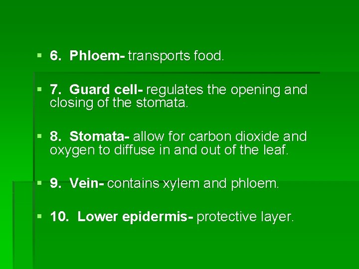 § 6. Phloem- transports food. § 7. Guard cell- regulates the opening and closing