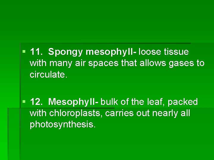 § 11. Spongy mesophyll- loose tissue with many air spaces that allows gases to