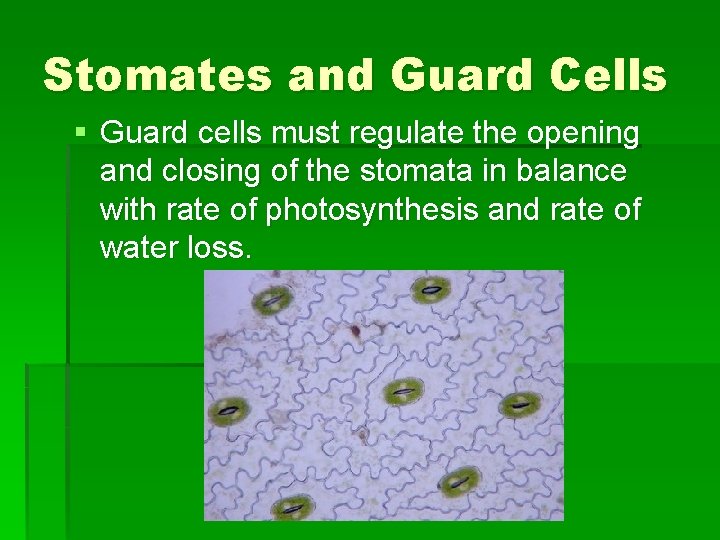 Stomates and Guard Cells § Guard cells must regulate the opening and closing of