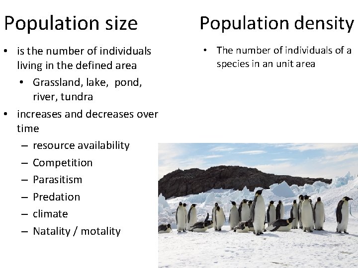 Population size • is the number of individuals living in the defined area •