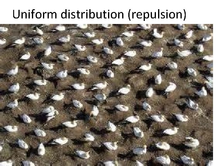 Uniform distribution (repulsion) 