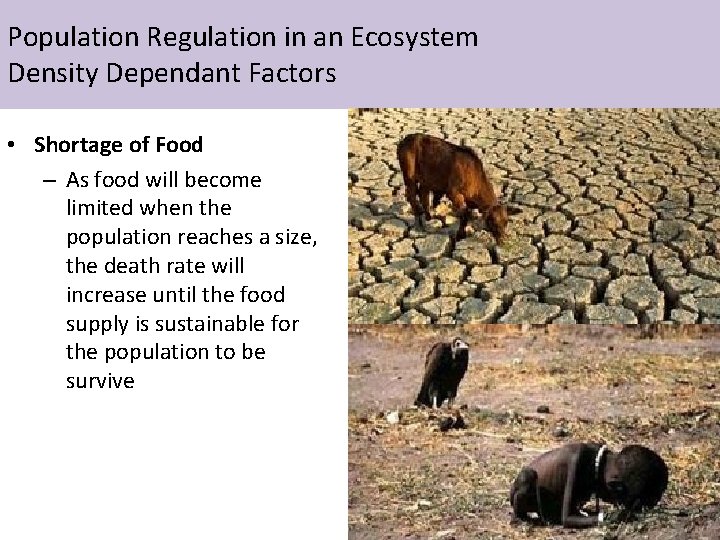 Population Regulation in an Ecosystem Density Dependant Factors • Shortage of Food – As