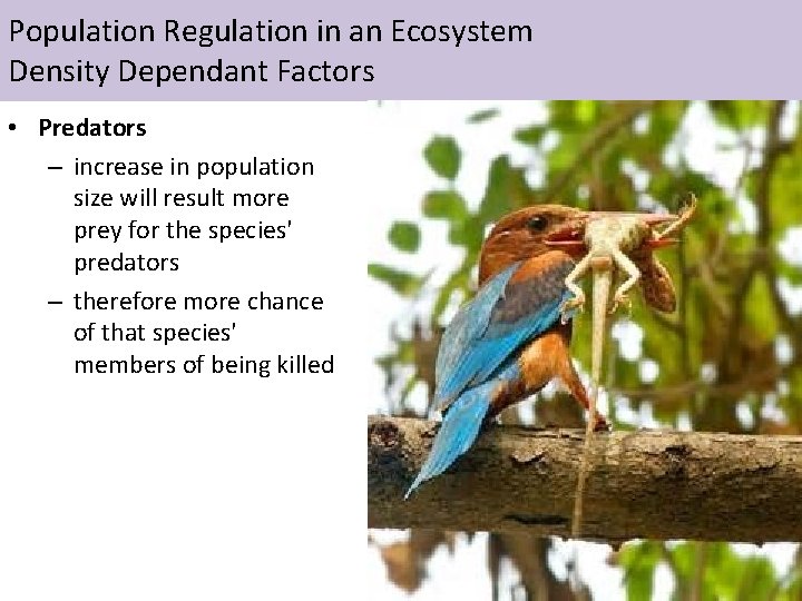 Population Regulation in an Ecosystem Density Dependant Factors • Predators – increase in population