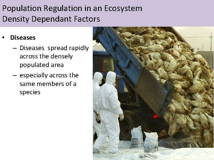 Population Regulation in an Ecosystem Density Dependant Factors • Diseases – Diseases spread rapidly